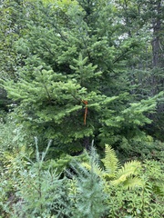 Abies balsamea