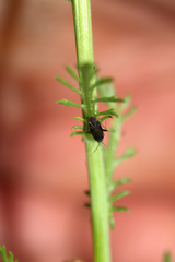 Plagiognathus arbustorum