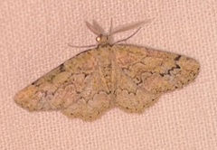 Cleorodes lichenaria