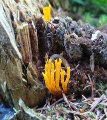 Calocera