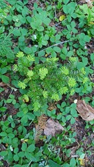 Abies amabilis