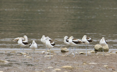 Recurvirostra americana