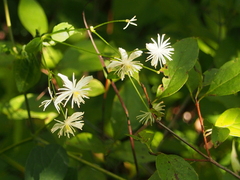 Clematis virginiana