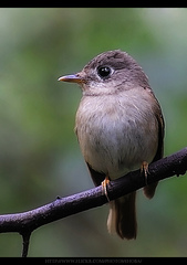 Brown-Breasted Flycatcher photo 3