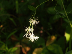 Clematis virginiana