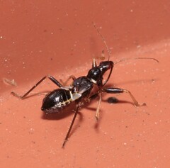 Himacerus mirmicoides