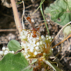 Ammophila wrightii