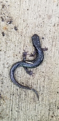 Plethodon cylindraceus
