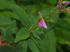 Desmodium canadense