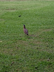 Gorsachius melanolophus