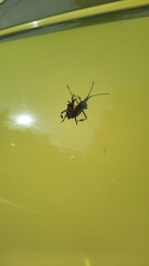 Leptoglossus clypealis