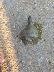Buccinoidea