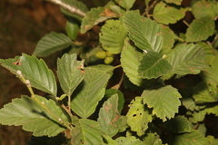 Alnus incana