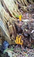 Calocera