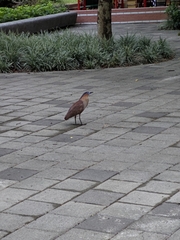 Gorsachius melanolophus