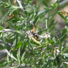Pterocheilus
