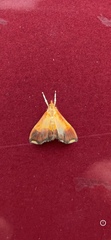 Pyrausta bicoloralis