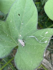 Paratettix mexicanus