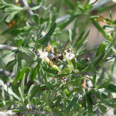 Pterocheilus