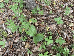 Cypripedium acaule