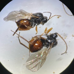 Burnettweldia washingtonensis