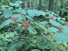 Viburnum lantanoides