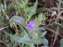 Ruellia nudiflora