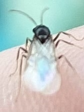 Tetramorium immigrans