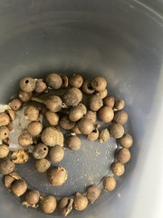 Burnettweldia washingtonensis