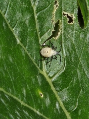 Hypselonotini