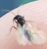 Tetramorium immigrans