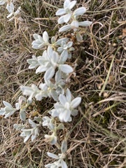 Cerastium tomentosum