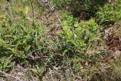 Ptilostemon rhiphaeus