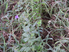 Ruellia nudiflora