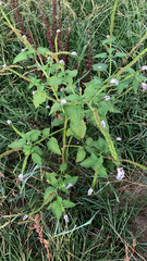 Heliotropium indicum