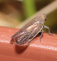 Cixiidae