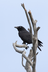 Corvus mellori