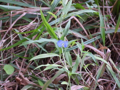 Commelina erecta