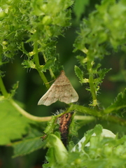Phalaenophana pyramusalis