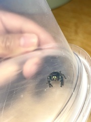 Phidippus audax