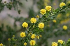 Acacia paradoxa