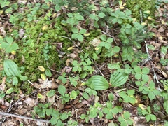 Cypripedium acaule