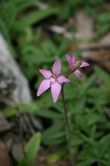 Caladenia latifolia