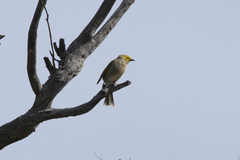 Ptilotula penicillata