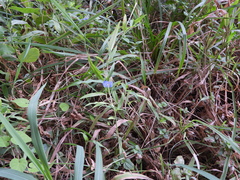 Commelina erecta