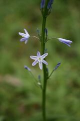 Caesia calliantha