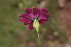 Eudianthe coeli-rosa image