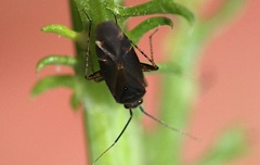 Plagiognathus arbustorum