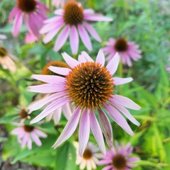 Echinacea purpurea