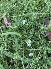 Asperula conferta